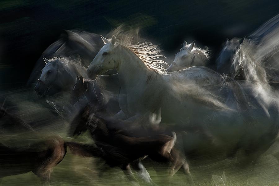 Gallop Photograph by Milan Malovrh