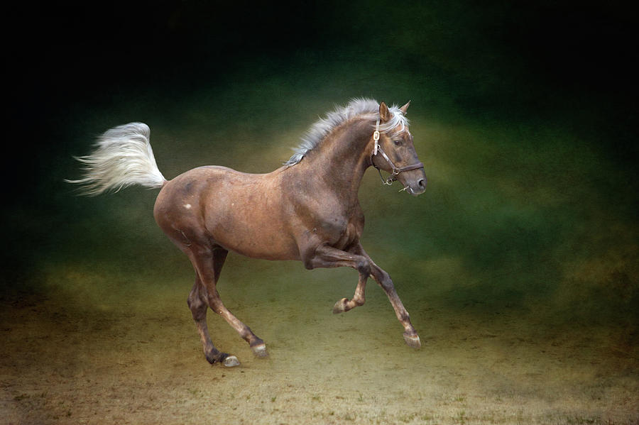 Galloping Horse Photograph by Christiana Stawski