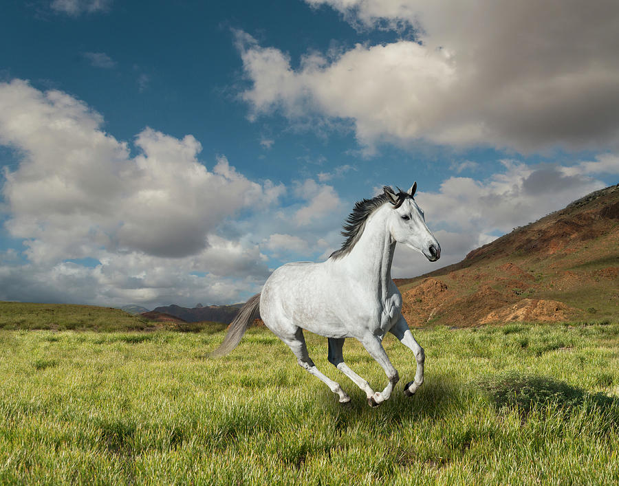 Galloping White  Horse Photograph by John Lund