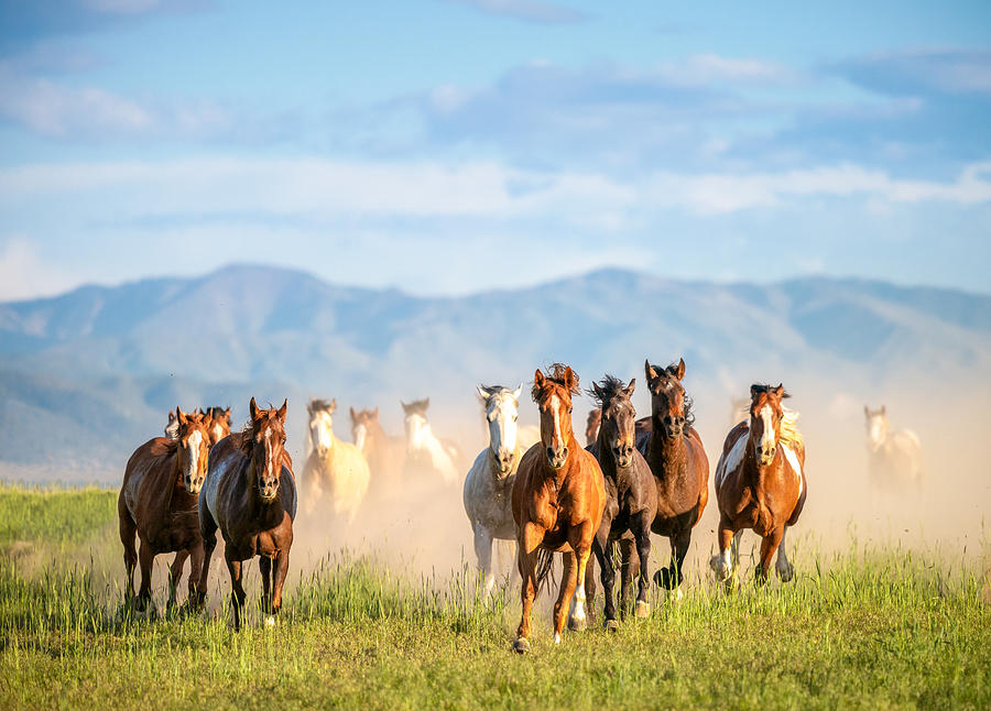 Galloping wild horses in the wilderness Photograph by Georgeclerk