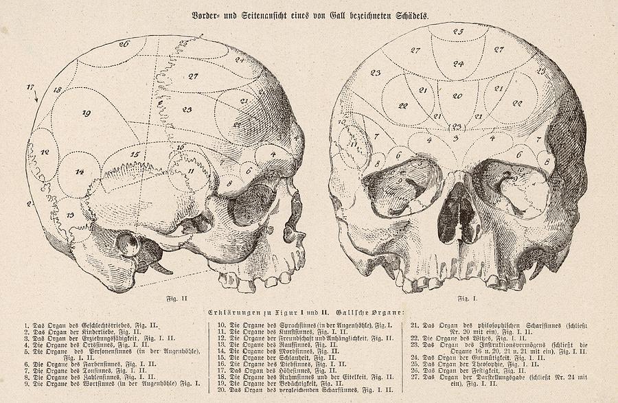 Френология карта черепа