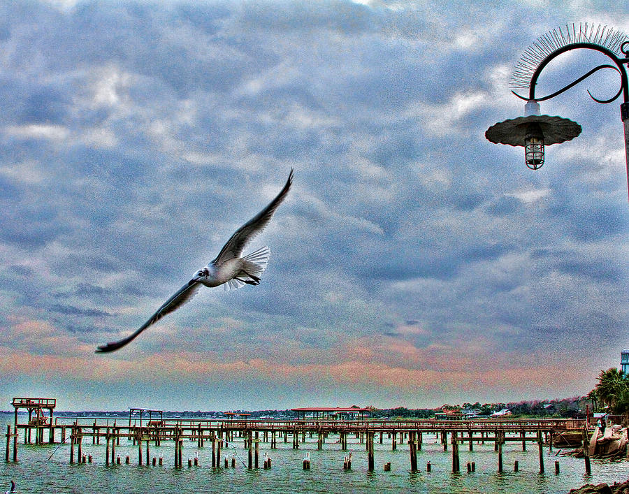 Galveston Gull Photograph by John Freidenberg