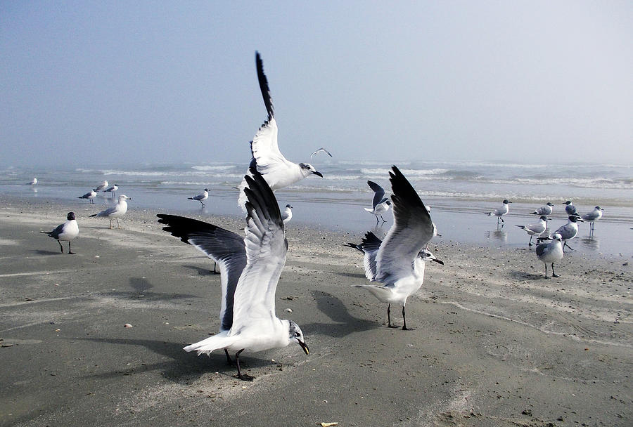 Galveston Gulls Photograph by Shere Crossman