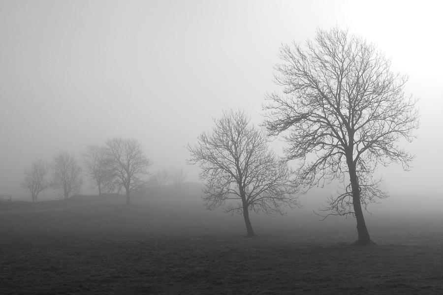 Galway Trees Landscape Photograph by Patrick Dinneen - Pixels