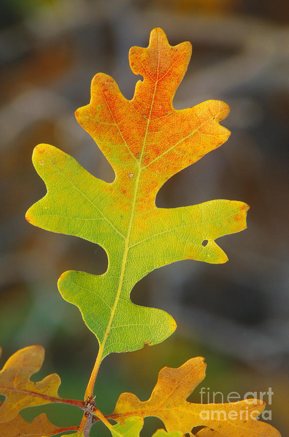 Gambel Oak Leaf in Autumn Photograph by Rod Planck