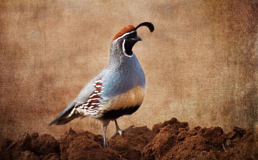 Bird Photograph - Gambels Quail by Barbara Manis