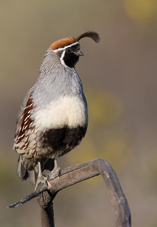 Gambel's Quail Photograph by Don Baccus - Fine Art America