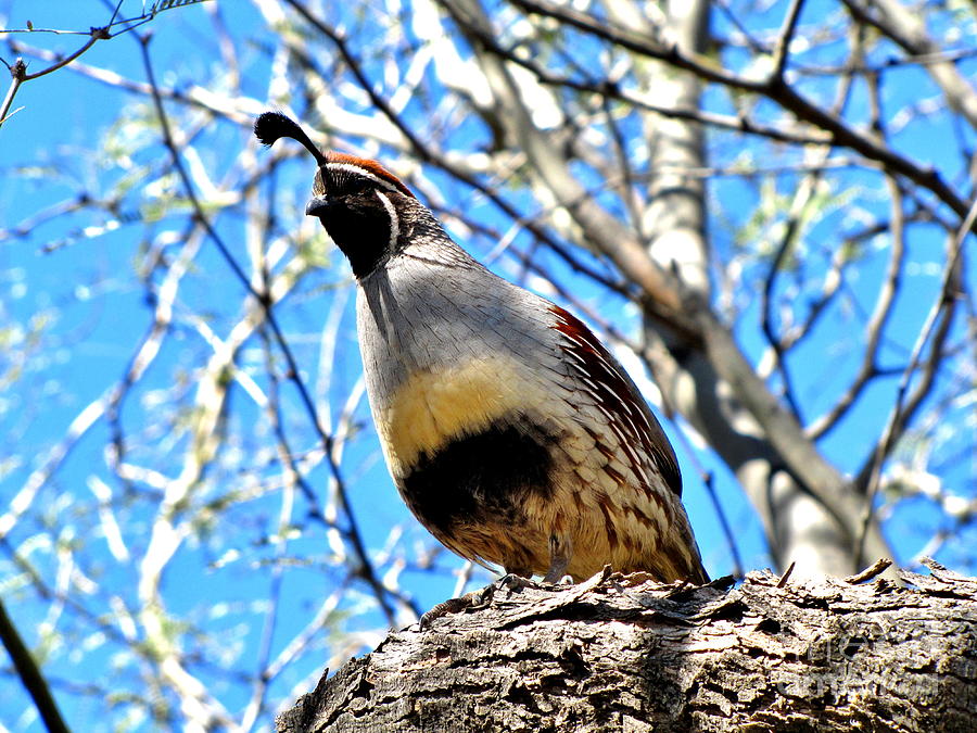 Tree Photograph - Gambels Quail II by Marilyn Smith