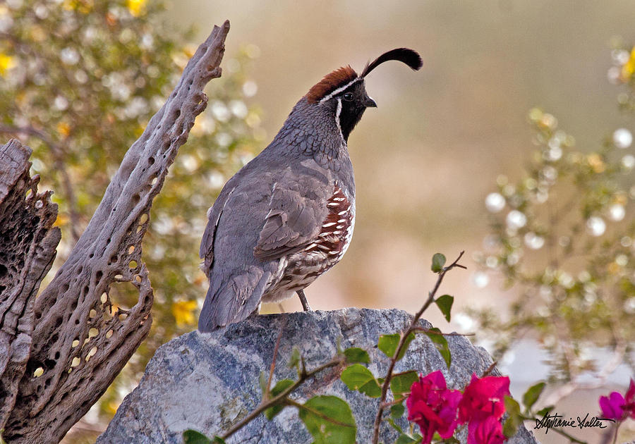 Gambels Quail Photograph by Stephanie Salter