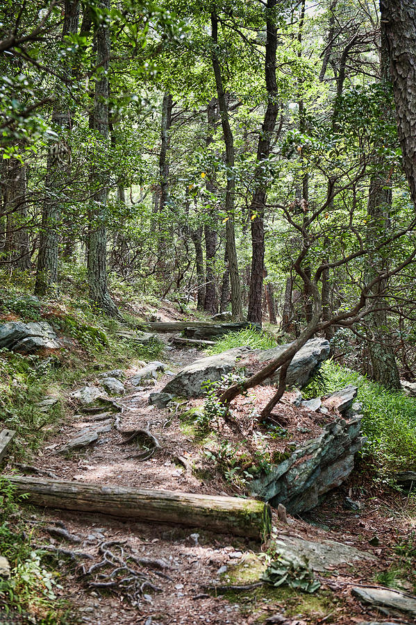 Gambrill path Photograph by Kelley Nelson