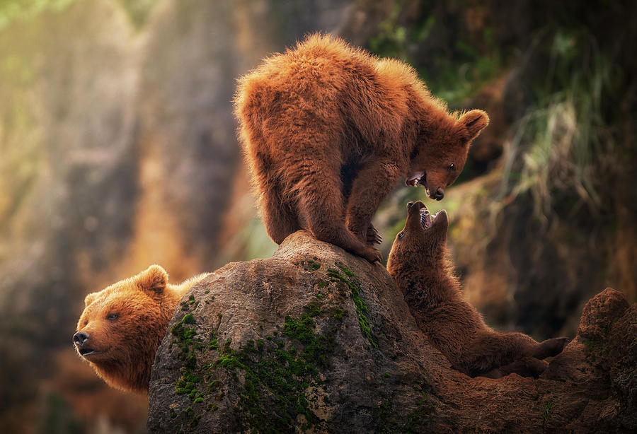 Bear Photograph - Games On The Heights by Sergio Saavedra Ruiz