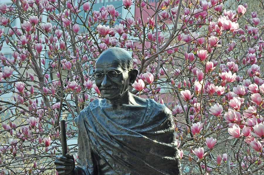 Union Square Gandhi with magnolias Photograph by Diane Lent