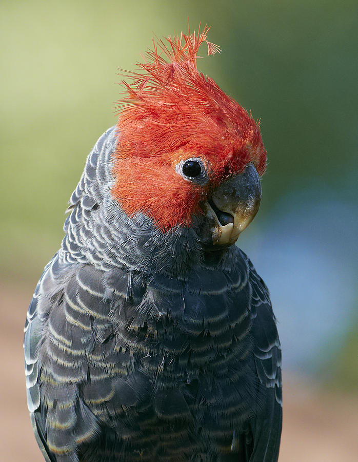 gang gang cockatoo endangered