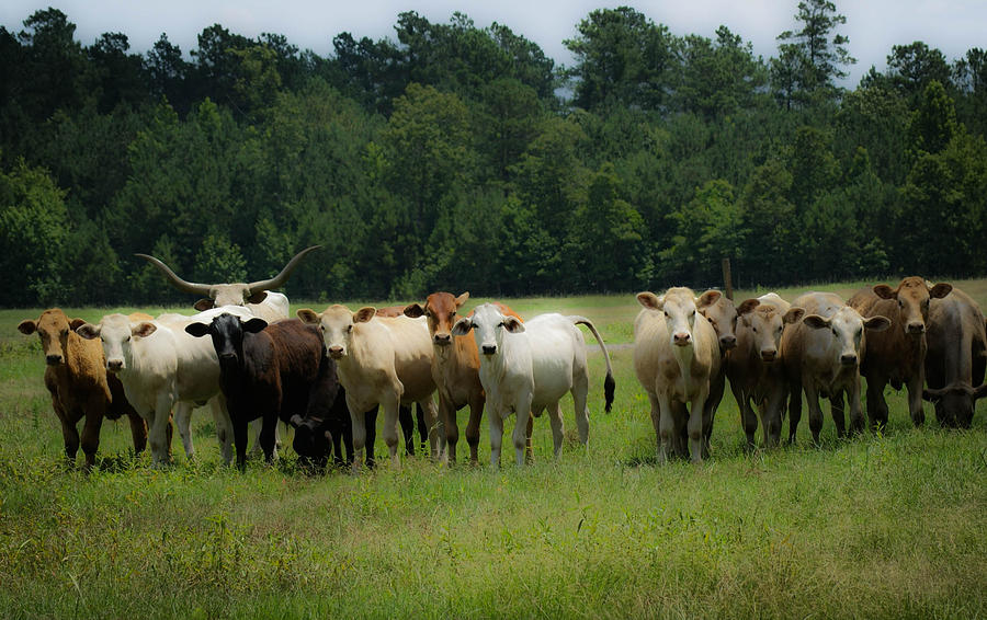 Cattle Photograph - Gang by Joe Bledsoe