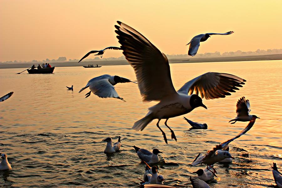 Ganges River Gulls Photograph by Amanda Stadther