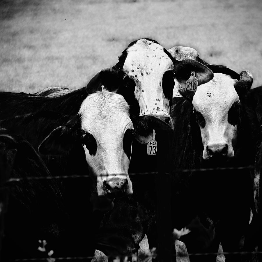 Cow Photograph - Gangland 1 by Wendy J St Christopher