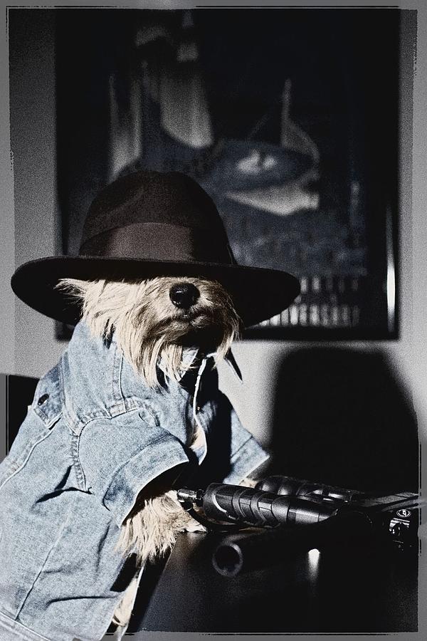 Norwich Terrier Photograph - Gangster Dog by Susan Stone