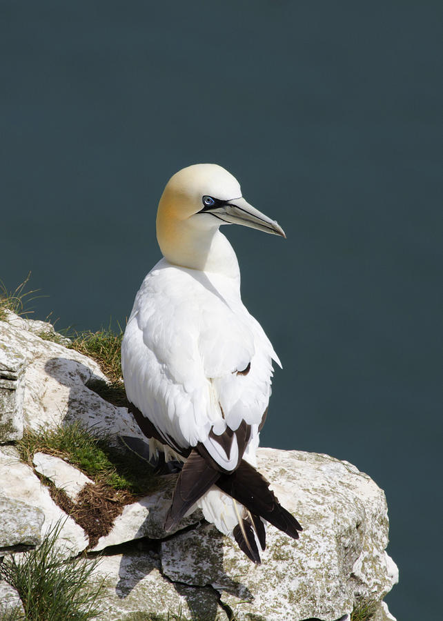 Gannet Photograph by Chris Smith