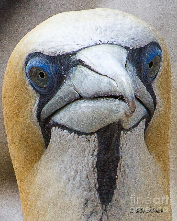 Gannet Closeup Photograph by Sue Karski