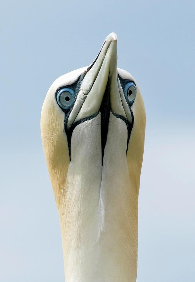 Nature Photograph - Gannet Head by John Devries/science Photo Library