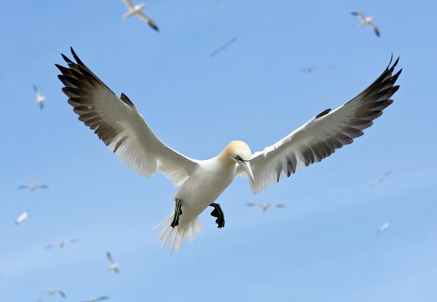 Gannet In Flight Photograph by John Devries/science Photo Library ...