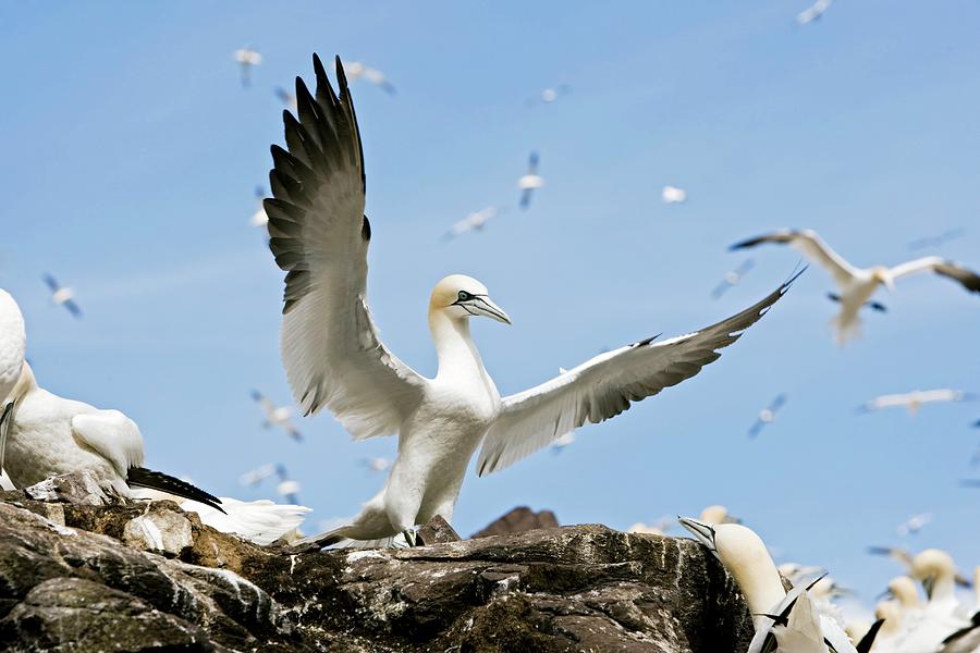 Gannet Taking Off Photograph by John Devries/science Photo Library ...