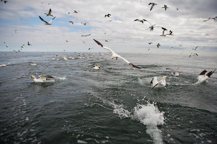 Gannets And Gulls Fishing Photograph by Lewis Houghton/science Photo Library