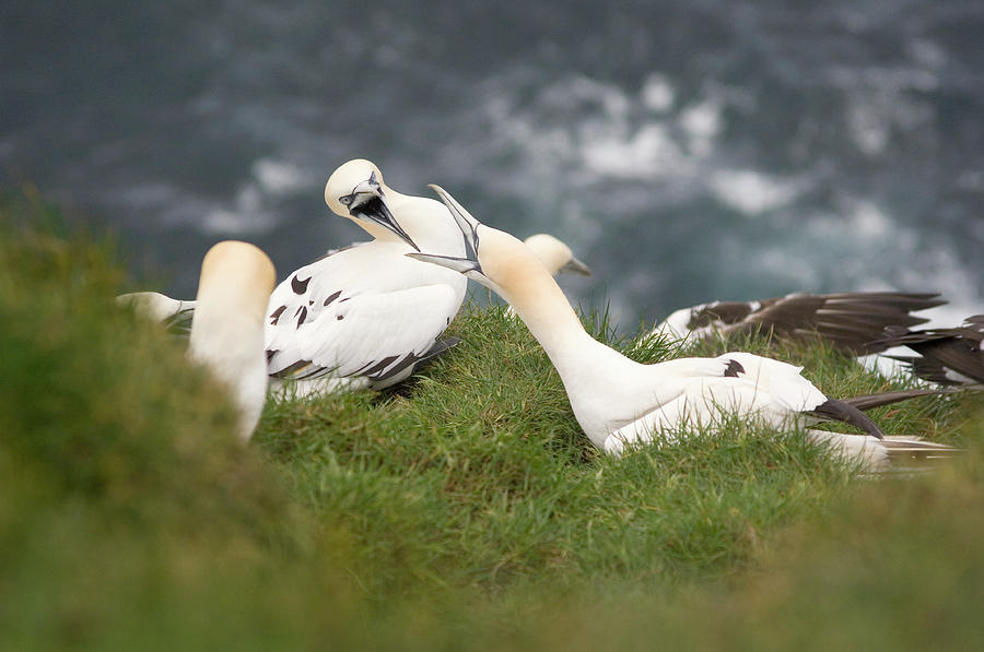 Gannets Fighting Photograph by Daniel Sambraus/science Photo Library