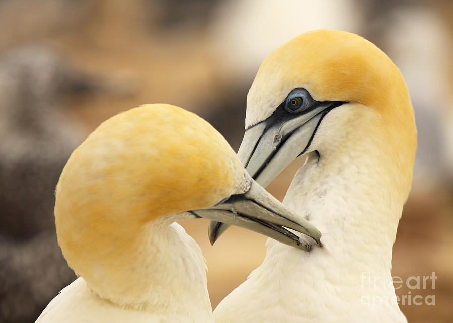 Gannets Grooming In Courtship Photograph by Max Allen