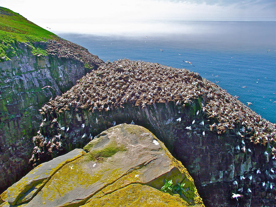 Gannets on Bird Rock in Saint Marys Ecological Reserve, Newfoundland, Canada Photograph by Ruth Hager