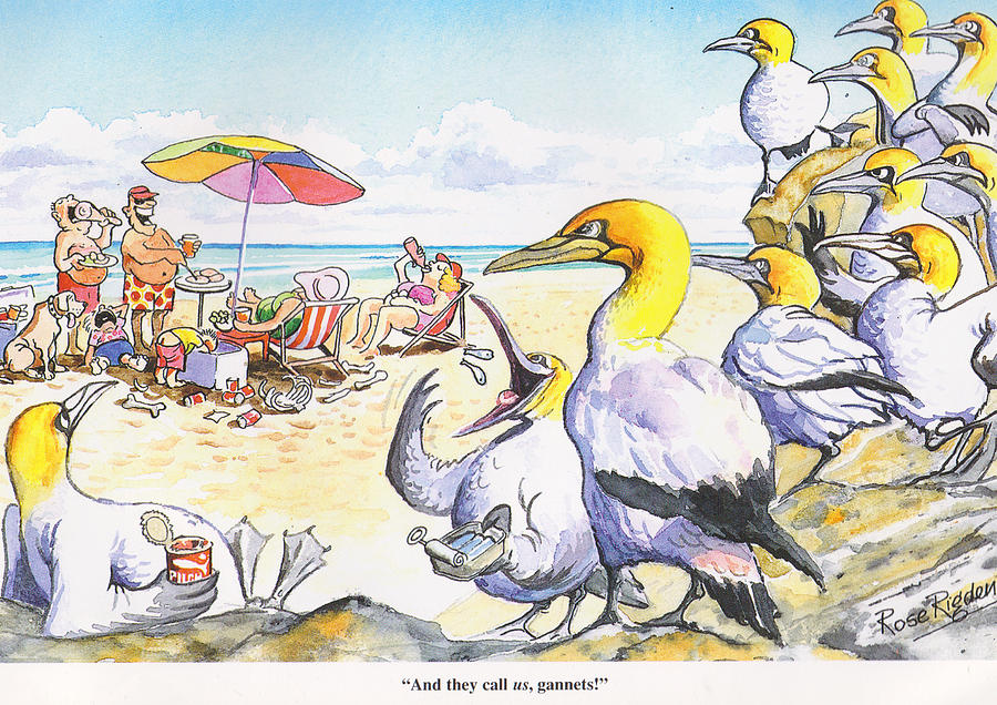 Bird Painting - Gannets by Rose Rigden