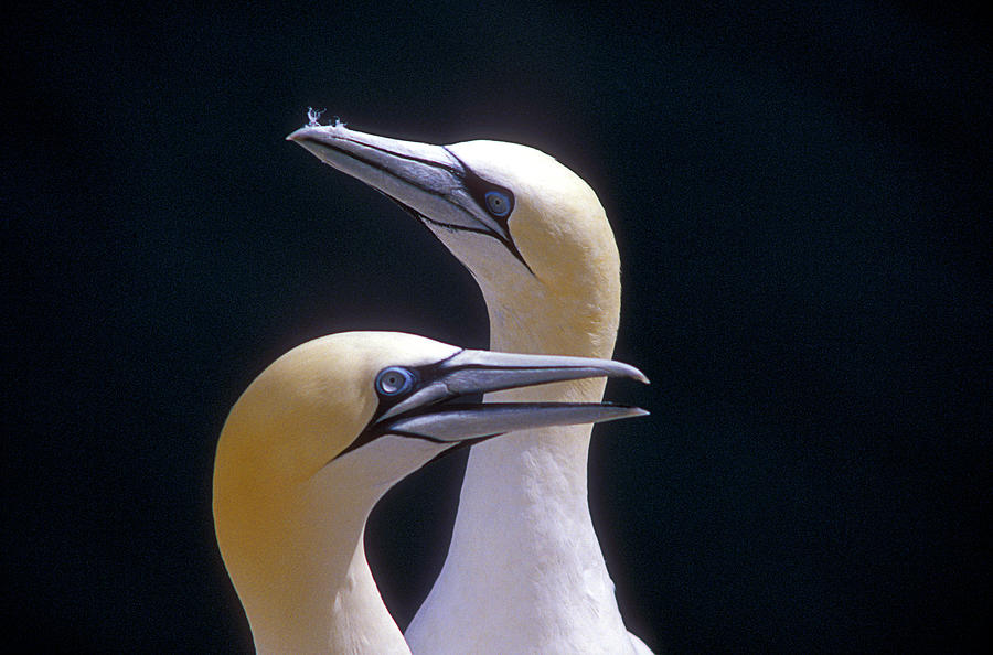 Gannets Photograph by Science Photo Library Gannets Photograph by Science Photo Library