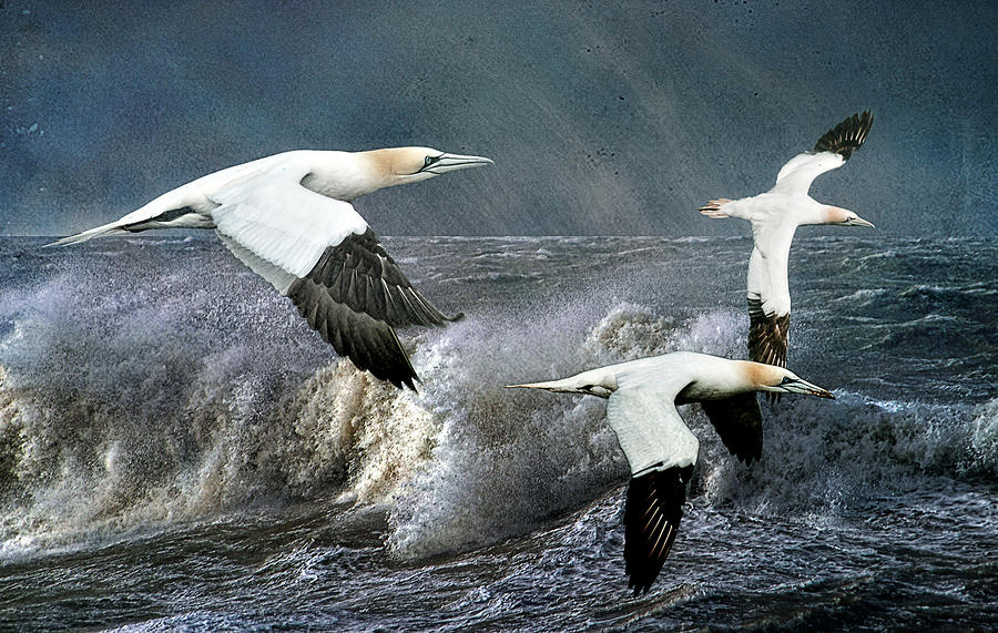 Gannets Skimming the Waves Photograph by Brian Tarr