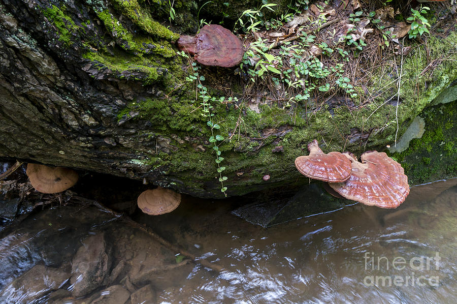 Ganoderma applanatum on the side of a tree Photograph by William Kuta