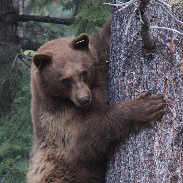Bear Photograph - Gapers Next Door Leave A Cooler On The by Tim  Rantz