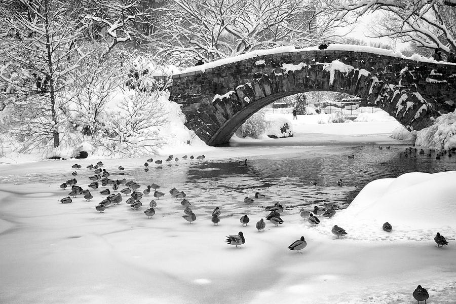 Landscape Photograph - Gapstow Bridge In Snow by Dave Beckerman Landscape Photograph - Gapstow Bridge In Snow by Dave Beckerman