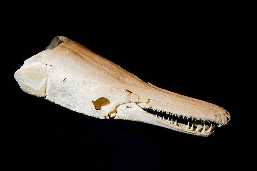 Gar Fish Skull Photograph by Millard H. Sharp