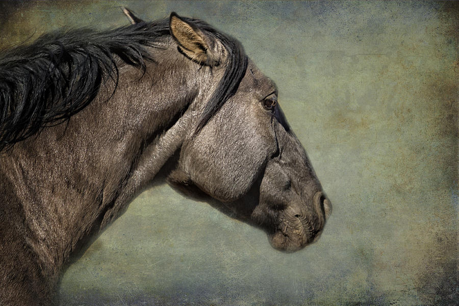Garcia No. 1- Pryor Mustangs Photograph by Belinda Greb