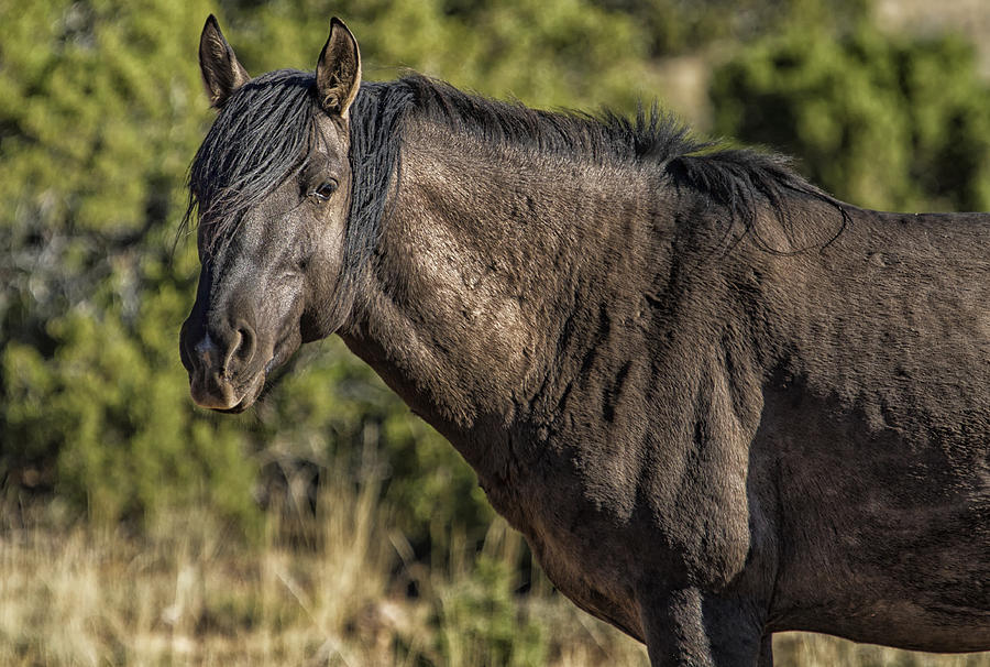Garcia No. 2-Pryor Mustangs Photograph by Belinda Greb