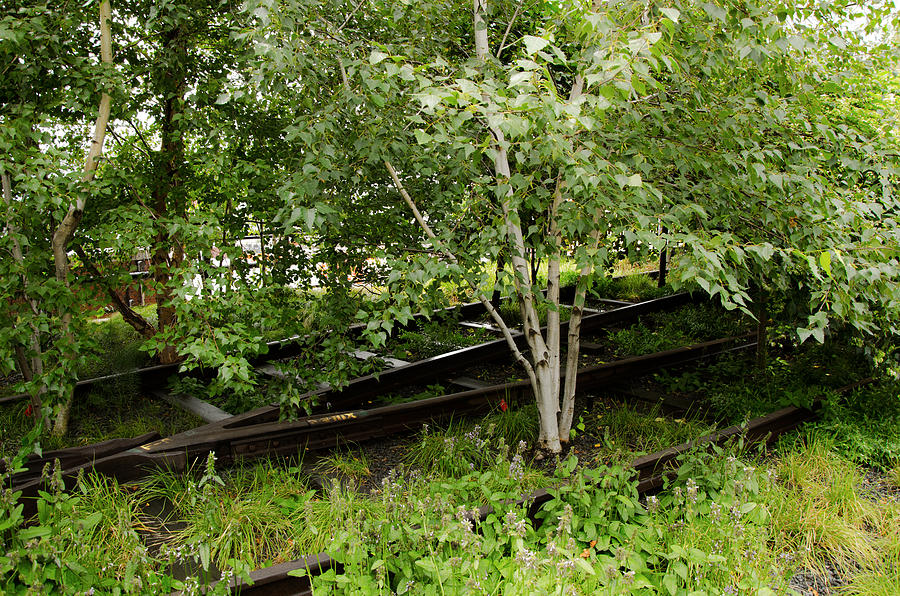 Garden Amongst Tracks at High Line Photograph by Maureen E Ritter