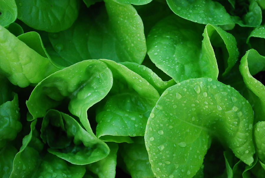 Green Photograph - Garden Babies Lettuce by Steve Masley