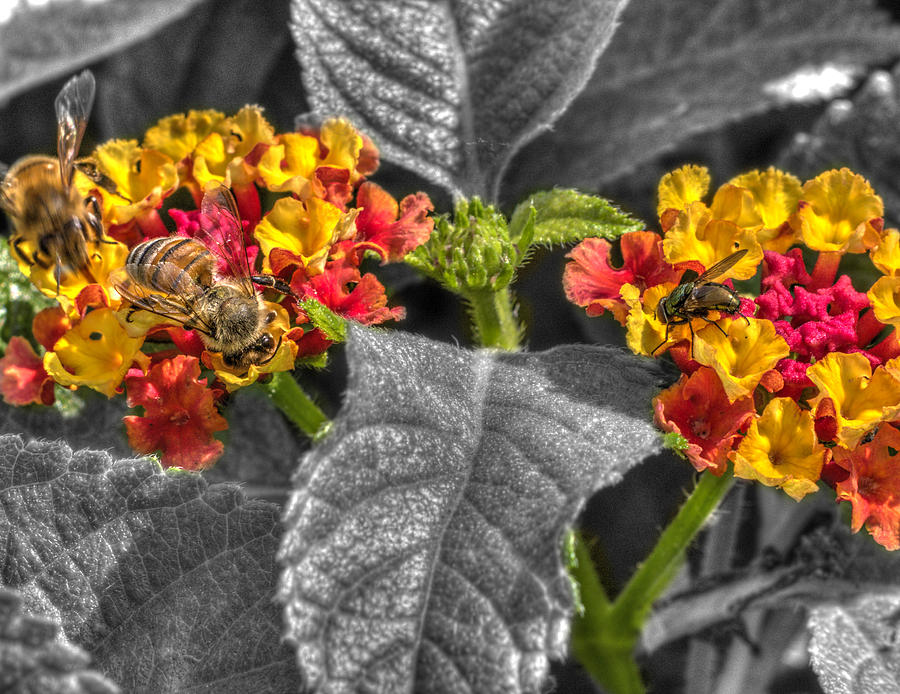 Nature Photograph - Garden Bees  at Woodward Park 1f by John Straton