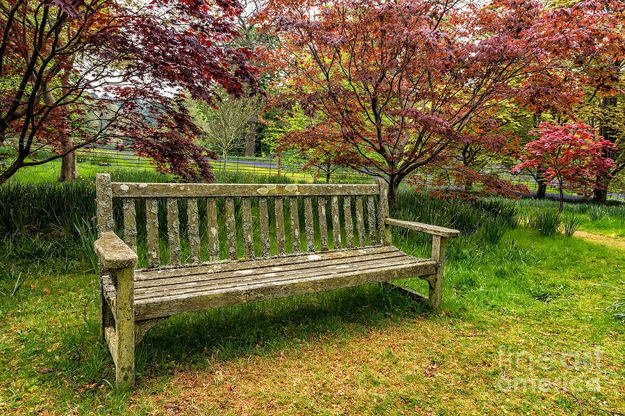 Garden Bench Photograph by Adrian Evans