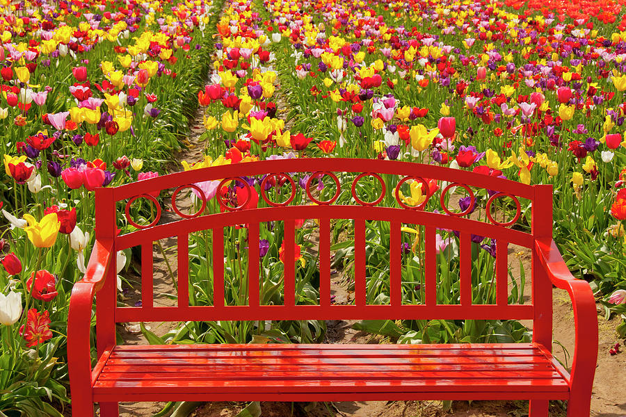 Garden Bench And Spring Tulips Photograph by Steve Bly