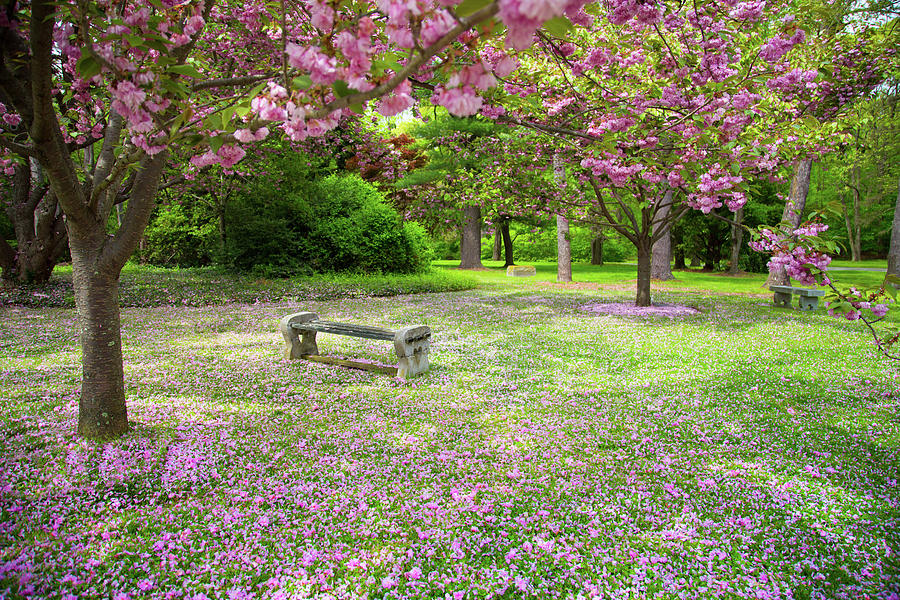 Garden Bench In Springtime Photograph by Littleny Photographic Arts ~ Lisa Combs