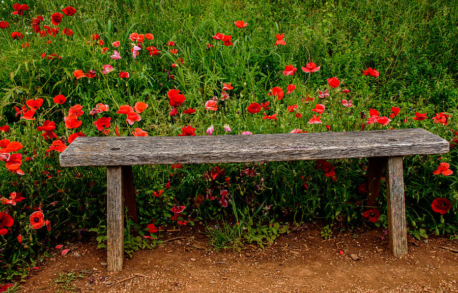 Garden Bench Photograph by Kathi Isserman