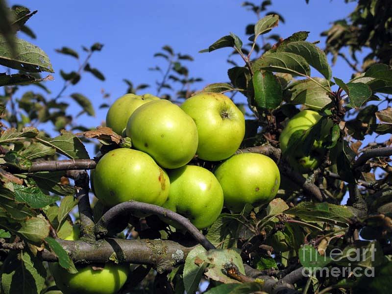 Apple Photograph - Garden Bounty by Ausra Huntington nee Paulauskaite