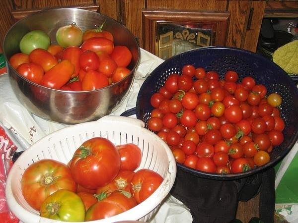 Tomato Photograph - Garden Bounty by Michelle Yates