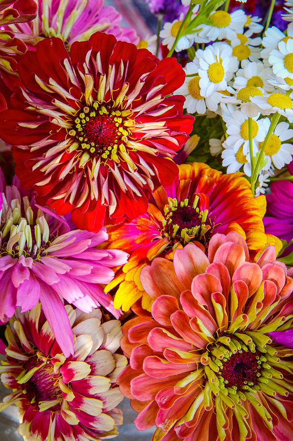 Garden Bouquet Photograph by Randy Green