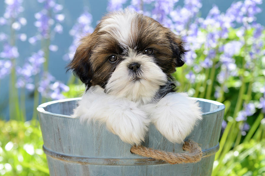 Garden Bucket Puppy Painting by MGL Meiklejohn Graphics Licensing
